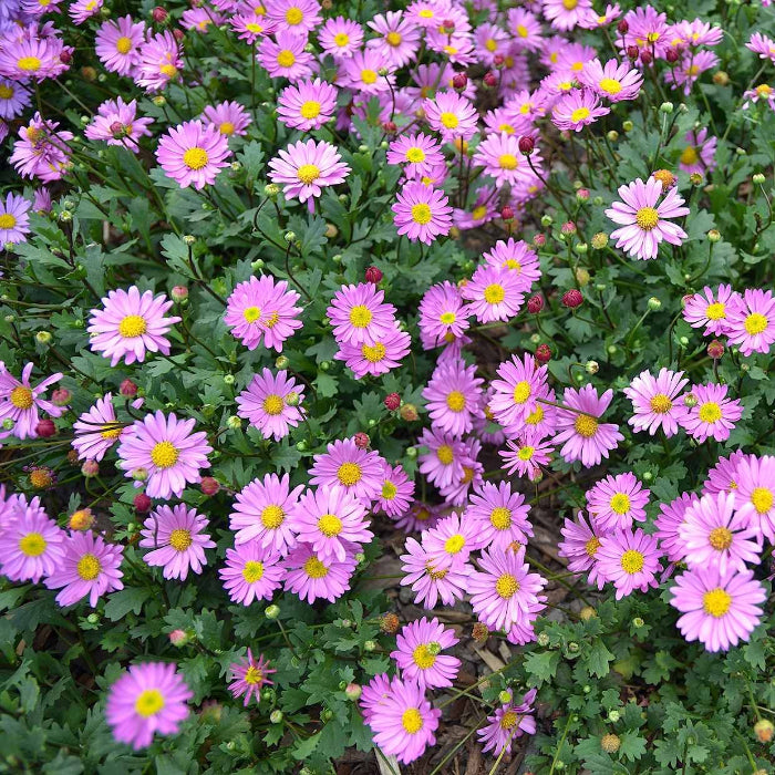 BRACHYSCOME 140mm