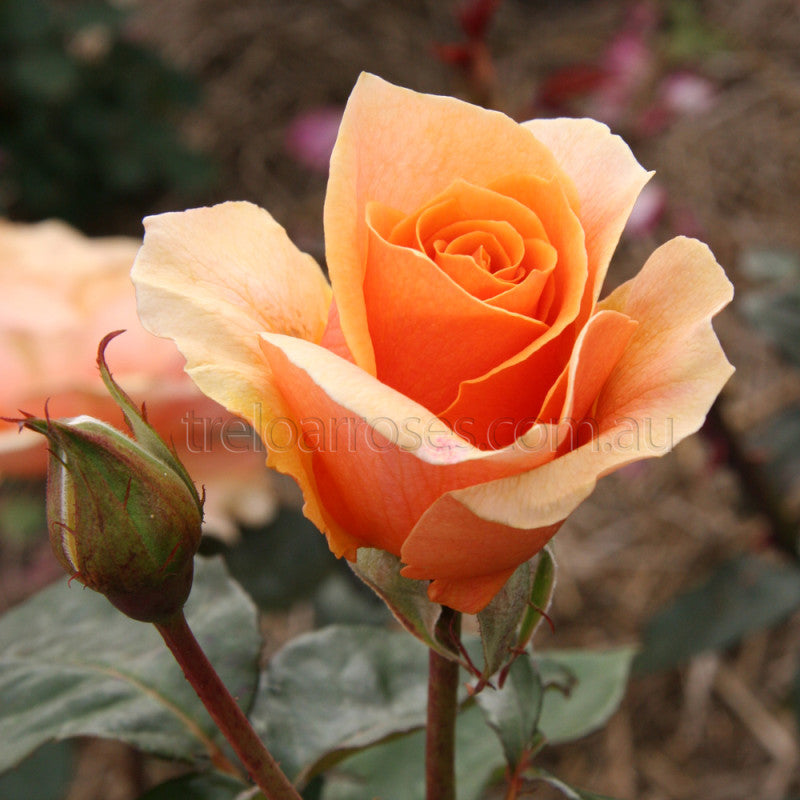 BRANDY - Bare Rooted
