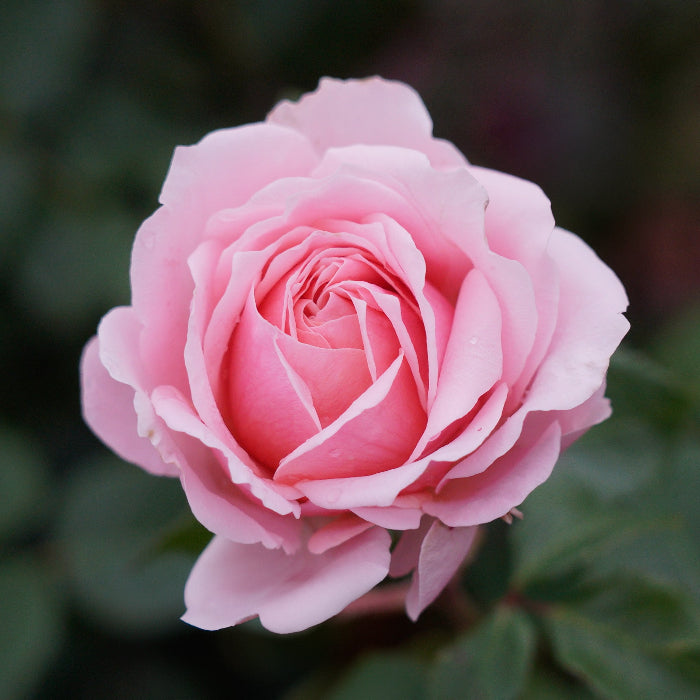 Close-up of a pink rose with a blurred green background
