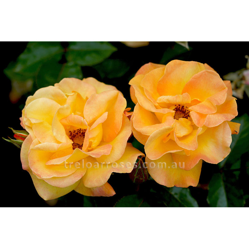 Roses
