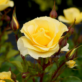 Roses