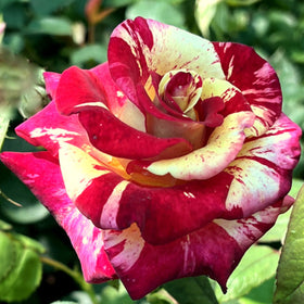 Close-up of a red and pink striped rose with green leaves in the background