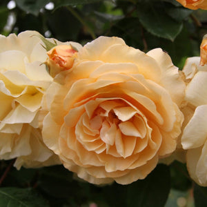 Close-up of a cluster of light yellow roses with green leaves.