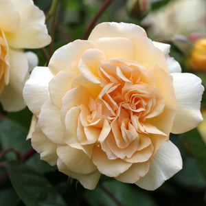 Close-up of a light yellow rose with green leaves in the background