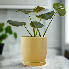 jessa egg pot Lge lt grn