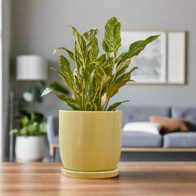 jessa egg pot medium Lt Grn