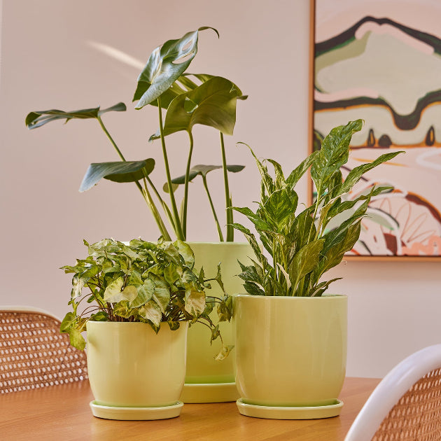 Jessa egg pot set Lt Grn