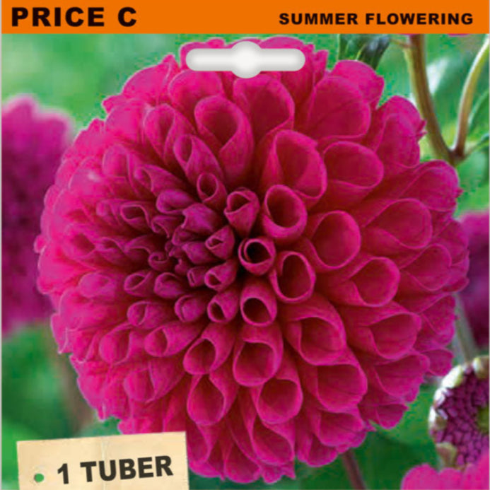 Dahlia ball packaging with a pink flower on a white background