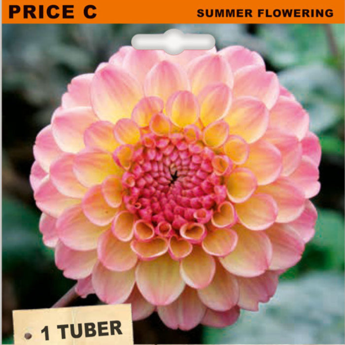DAHLIA EUREKA