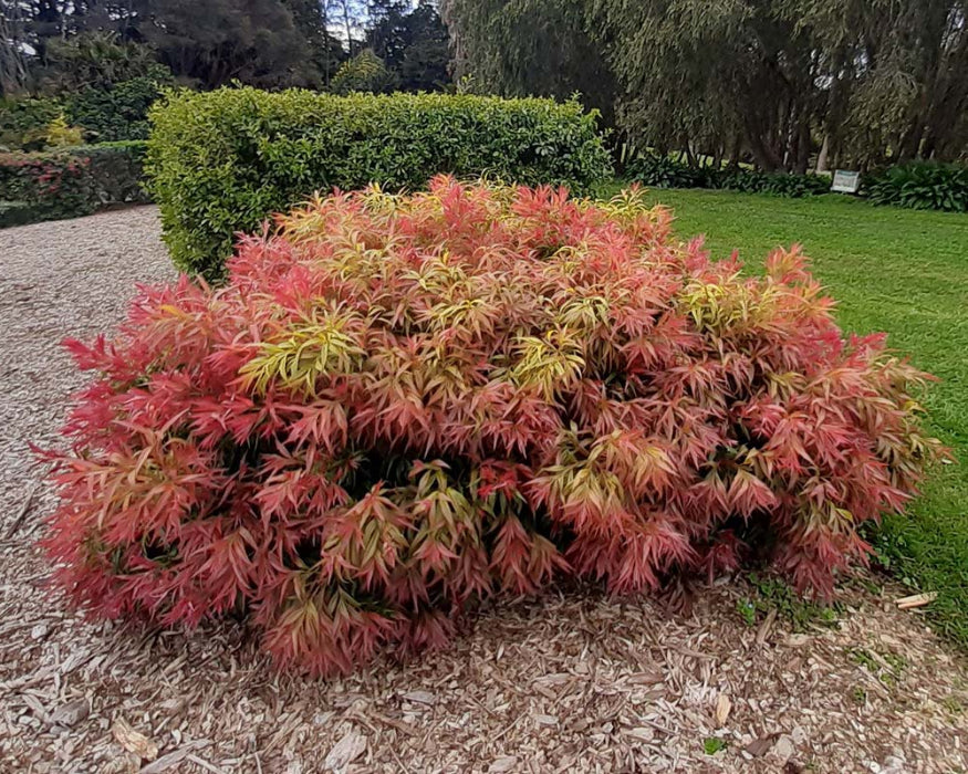 Colorful shrub in a garden setting with green grass and trees in the background