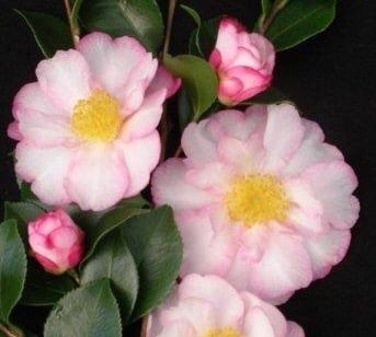 CAMELLIA SOMETHING SPECIAL 140MM