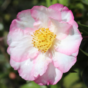 CAMELLIA SOMETHING SPECIAL 140MM