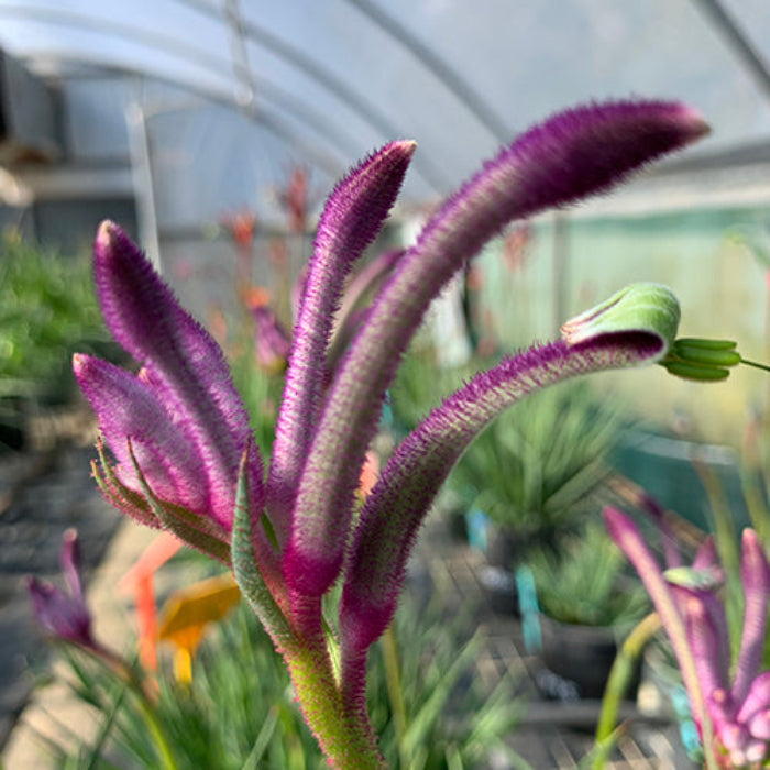 Close-up of purple kangaroo paw plants in a greenhouse setting