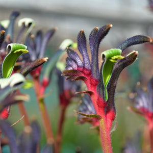 Close-up of kangaroo paw flowers with a blurred background