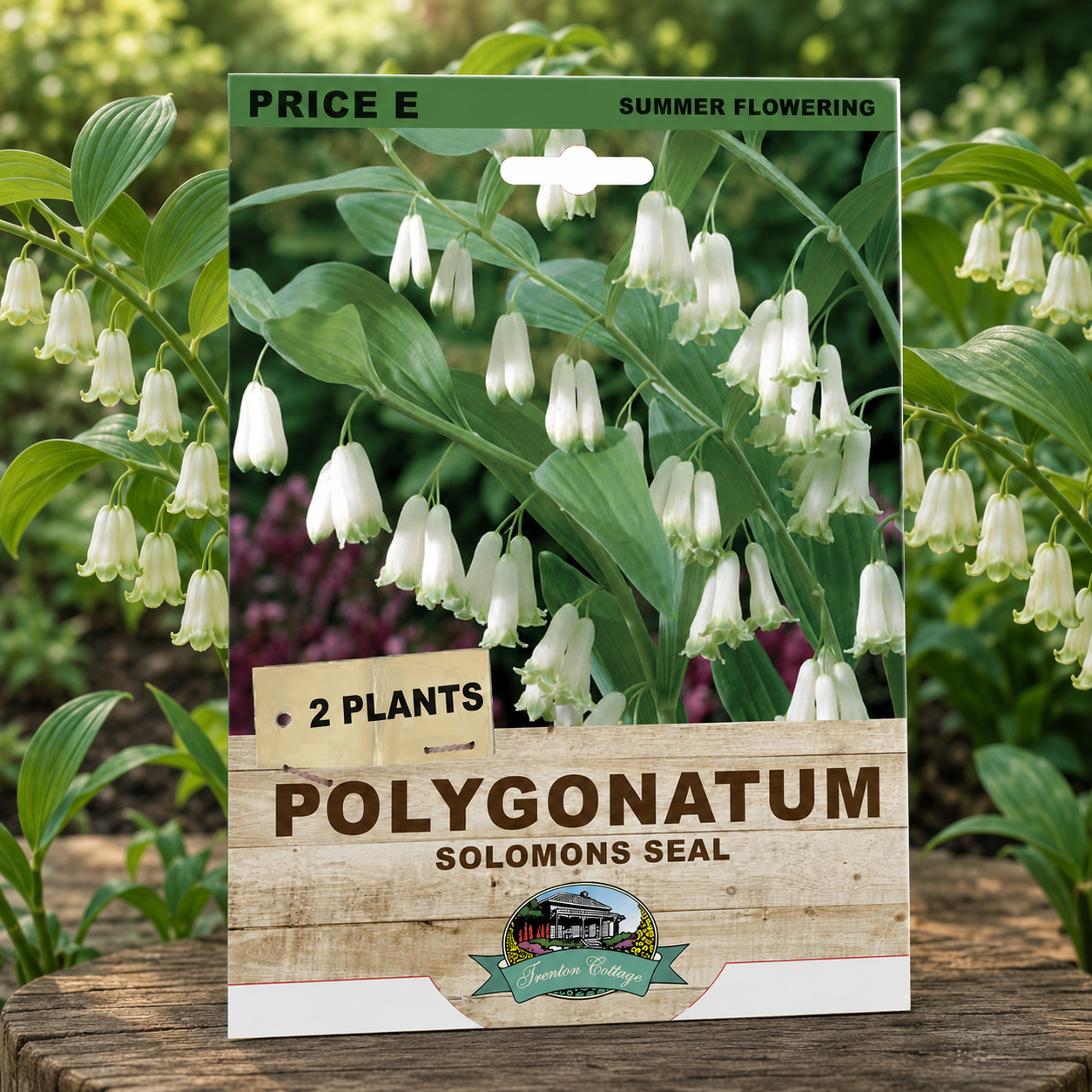 SOLOMON SEAL 2PK