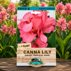 A seed packet for 'Canna Lily Dwarf Tropical Rose' is displayed on a wooden surface with a blurred garden background of pink canna lilies. The packet features a large image of a vibrant pink flower, with text indicating 'PRICE B', 'SUMMER FLOWERING', and '1 PLANT'.