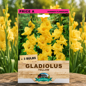 A package of Price A Summer Flowering Gladiolus Yellow bulbs, shown standing on a wooden surface with a blurred background of blooming yellow gladiolus flowers.