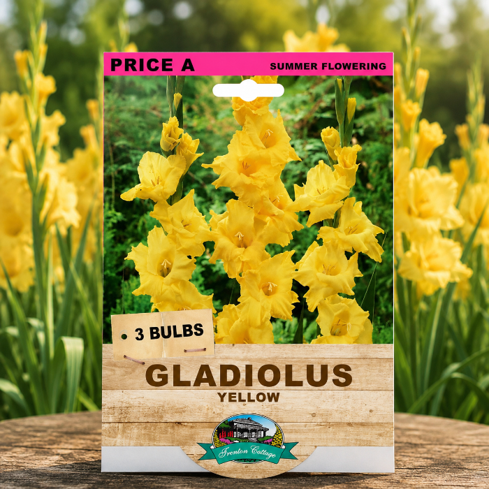 A package of Price A Summer Flowering Gladiolus Yellow bulbs, shown standing on a wooden surface with a blurred background of blooming yellow gladiolus flowers.