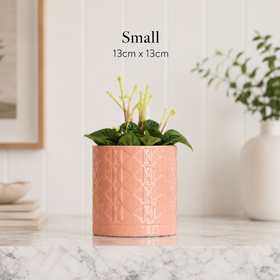 Small pink textured planter with a plant on a marble surface, with text indicating size.