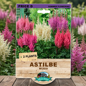 packet of astilbe mixed 2 plants