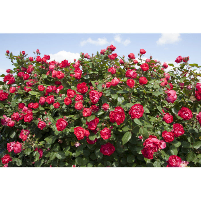 Roses