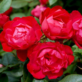 Roses