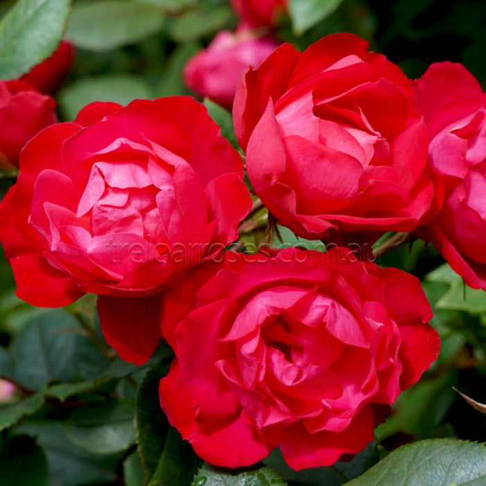 CHERRY BONICA - Bare Rooted