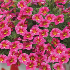 Plants