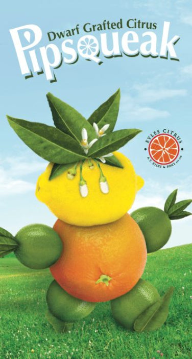 Pipsqueak dwarf grafted citrus seedling with lemon and orange on a grassy background