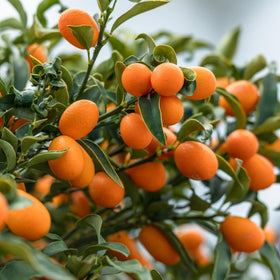 snakk orange fruit on tree
