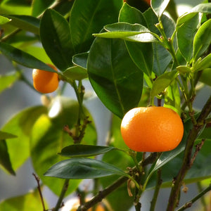 MANDARIN CLEMENTINE 165MM