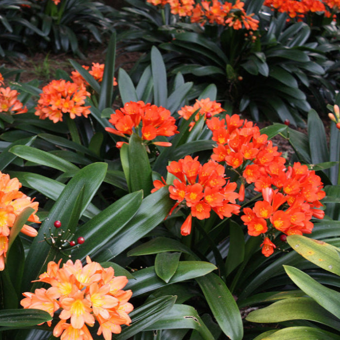 clivia miniata