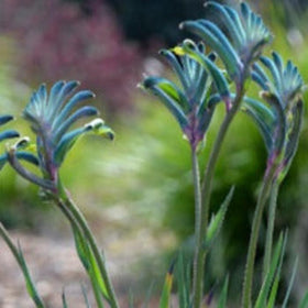A group of Kangaroo Paw plants with blue strappy foliage and beginning to flower with visible purple and pink blossoms.