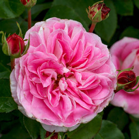 Close-up of a pink rose with green leaves in the background