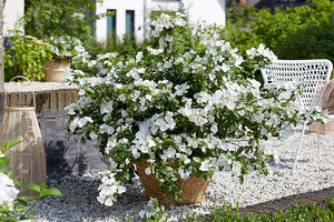 HYDRANGEA RUNAWAY BRIDE