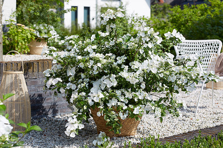 HYDRANGEA RUNAWAY BRIDE