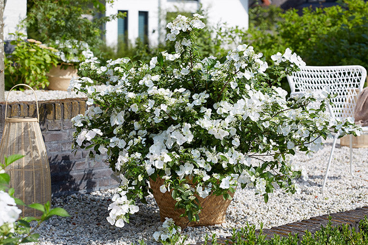 RUNAWAY BRIDE™ Hydrangea