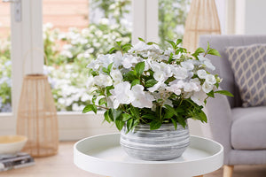 HYDRANGEA RUNAWAY BRIDE