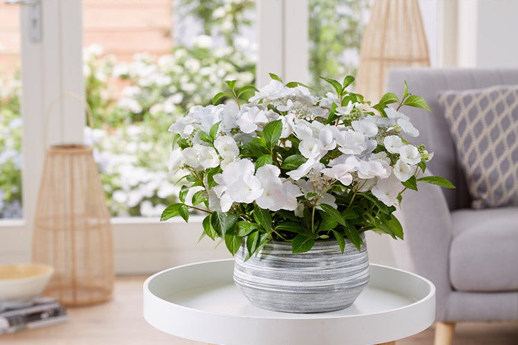 RUNAWAY BRIDE™ Hydrangea