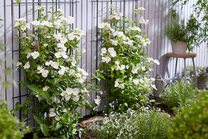 HYDRANGEA RUNAWAY BRIDE