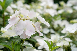 HYDRANGEA RUNAWAY BRIDE