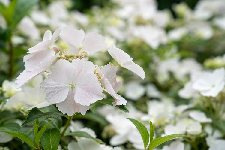 RUNAWAY BRIDE™ Hydrangea