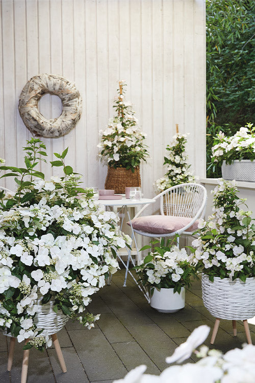 HYDRANGEA RUNAWAY BRIDE