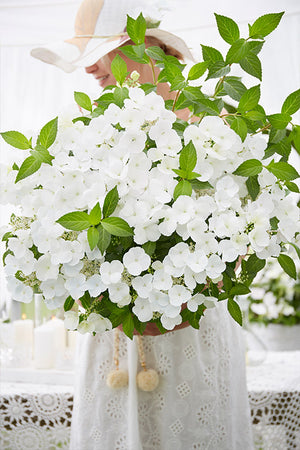 HYDRANGEA RUNAWAY BRIDE