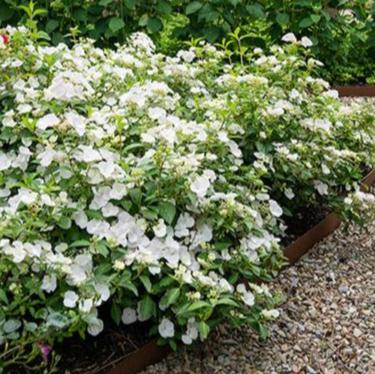RUNAWAY BRIDE™ Hydrangea