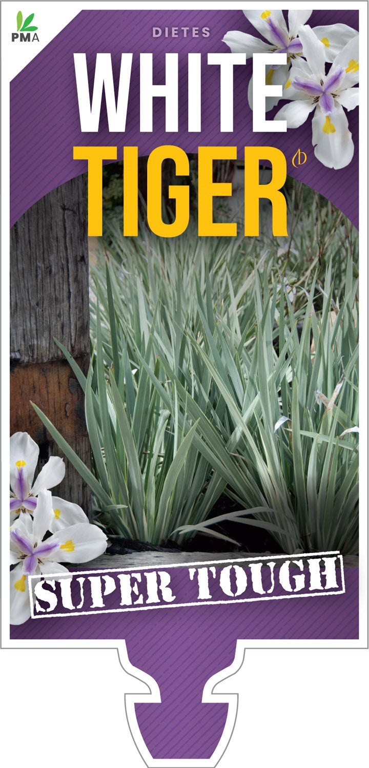 DIETES WHITE TIGER