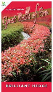 Callistemon 'Great Balls of Fire' plant label with red border and green background
