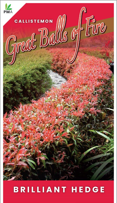 Callistemon 'Great Balls of Fire' plant label with red border and green background