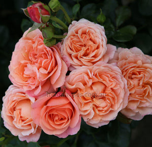 PRE ORDER - CORAL LIONS ROSE - Bare Rooted