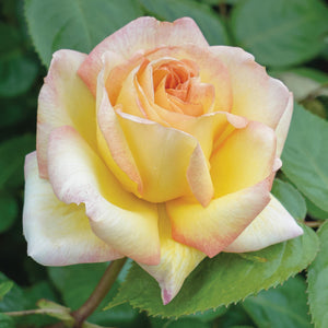 Close-up of a pink and yellow rose with green leaves in the background